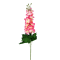 Fir Delphinium Siclam cu Galben Fresh