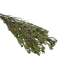 Buchet Floare de Orez 60-65cm Verde