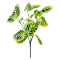 Flori Buchet Calathea Verde Deschis