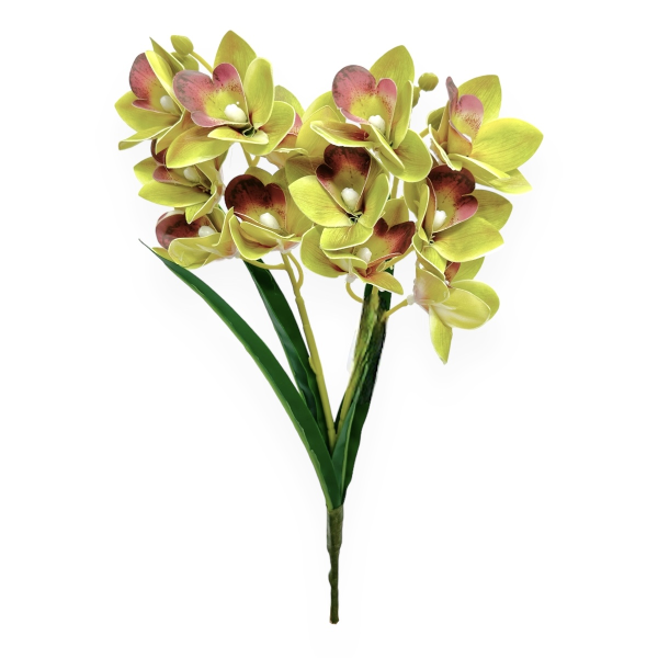 Buchet 2 Fire Orhidee Cymbidium cu Frunze Verde cu Marsalla